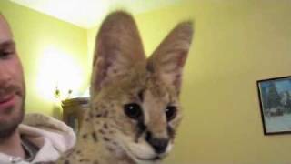 Serval Sounds [upl. by Lemuela]