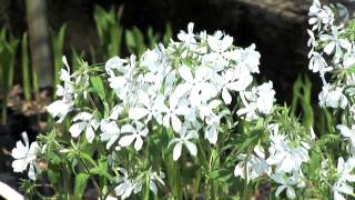 Growing Woodland Phlox [upl. by Hake343]