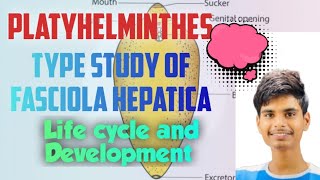 Life Cycle and Development of Fasciola hepatica BSc Life scienceBSc ZoologyNEP [upl. by Alyse]