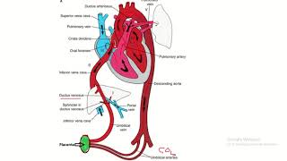 FETAL CIRCULATION 3 DUCTUS ARTERIOSUS [upl. by Eenoj164]