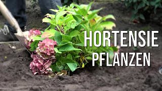 Hortensie pflanzen [upl. by Aubry]