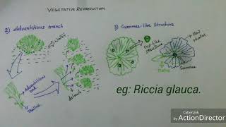 Bryophyta Vegetative reproduction of Riccia sp [upl. by Trotter]