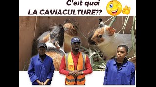 Comment réussir un élevage Caviacole Cochon dinde [upl. by Nuahsar]