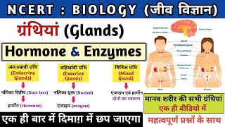 मानव ग्रंथियां  Glands  अंतःस्रावी ग्रंथियां  endocrine system  Hormones amp Enzymes  Study vines [upl. by Ahsemo]