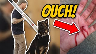 AGGRESSIVE German Shepherd ATTACKS Trainer Aggressive dog training [upl. by Madelin]