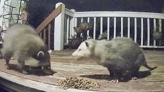 16 SCARY Possum Encounters Not to Watch on New Years Day [upl. by Elyse]