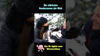 Sibirische Huskys  Die stärksten Hunderassen der Welt [upl. by Eelyrehc]