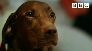 Can dogs tell the time 🐶  Inside the Animal Mind  BBC [upl. by Latton]