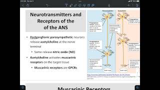 Nicotinic and Muscarinic Receptors [upl. by Lombardy]