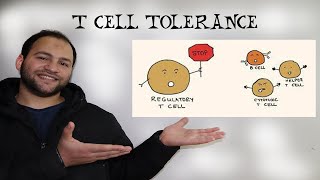 Immunological Tolerance T Cell Tolerance [upl. by Acirre]