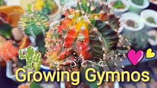 Growing Gymnocalycium  My Gymno collection [upl. by Ellenahc228]