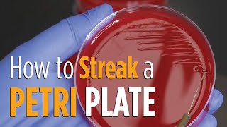 Four Quadrant Streak procedure  How to properly streak a Petri plate for isolated colonies [upl. by Nomed]