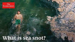 Dead zones how chemical pollution is suffocating the sea [upl. by Watanabe]