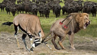 30 Times King of Lion Messed With The Wrong Opponent With Horns Lion vs Gemsbok Buffalo Antelope [upl. by Beau675]