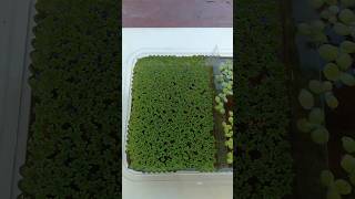 Azolla vs Duckweed  See how fast Azolla and Duckweed multiplies shorts [upl. by Amehr855]