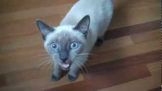 Noisy Blue Point Siamese Cat quotAikoquot [upl. by Arah330]