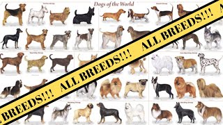 All Breeds of Dogs around the World  Breed of Dogs AZ [upl. by Adrell182]