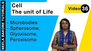 Cell  The Unit of Life  NEET  Microbodies  Spherosome Glyoxisome Peroxisome [upl. by Patterman]