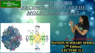 HOMOLOGOUS RECOMBINATION MOLECULAR LEVEL Chap11 Lect2 WatsonSummarySeries HollidayJunction [upl. by Devonne852]