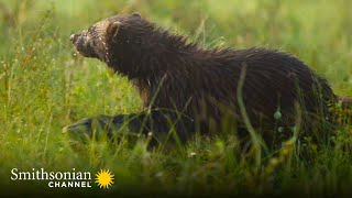 Gulo Gulo Means Glutton 🍴 This Wolverine Lives Up To Her Latin Name  Smithsonian Channel [upl. by Ansell]