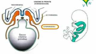 La formazione delle gonadi ovaio e testicolo  RVM [upl. by Germain]