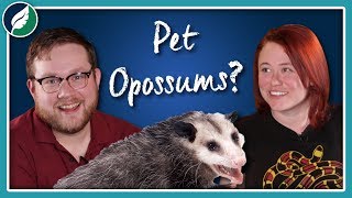 Can We Domesticate Opossums [upl. by Sokim750]