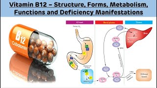 Vitamin B12  Structure Forms Metabolism Functions and Deficiency  Vitamin B12 Biochemistry [upl. by Wearing589]