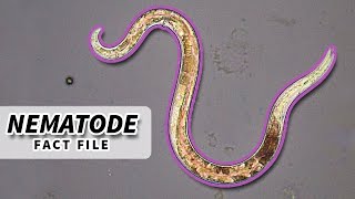 Nematoda Facts ROUNDWORM Facts and Information  Animal Fact Files [upl. by Ixela]