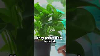 The Ultimate Guide to Pothos Indoor Plants Care Tips Propagation and Troubleshooting [upl. by Terryl656]