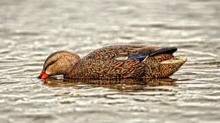 Avian X Toplight Mallards Product Profile [upl. by Yetti244]