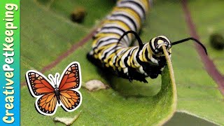 How to raise a caterpillar into a butterfly 🦋 SAVE THE MONARCHS [upl. by Isobel]