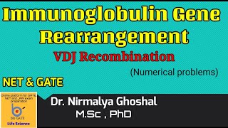 Immunoglobulin Gene Rearrangement Numerical Problems for NET and GATE JAM [upl. by Alyakam]