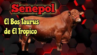 Senepol el Bos Taurus el puro músculo de El Tropico [upl. by Constance]