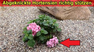 Hortensien richtig stützen – Hortensien knicken ab – Stützhilfe amp Rankhilfe für Hortensie [upl. by Vlad]