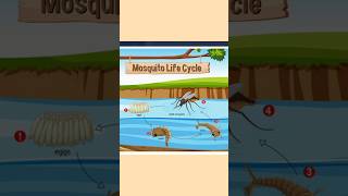 Mosquito Lifecycle shortytshort [upl. by Rihana]