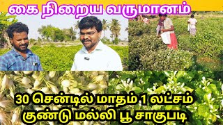 30 சென்டில் மாதம் 1 லட்சம் குண்டு மல்லி பூ சாகுபடி  jasmine flower plant cultivation in tamil [upl. by Dyson217]