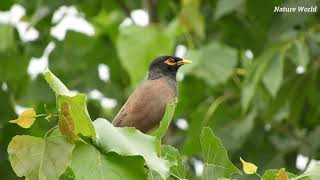 Myna bird singing sound Mynah song sound [upl. by Uliram432]