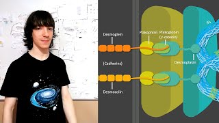 Desmosomes Structure and Functions [upl. by Leventis]