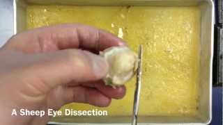 Sheep Eye Dissection A Quick Tutorial [upl. by Artapoelc]