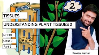 Plant Tissues part 2 I Xylem  Phloem  Parenchyma I Collenchyma  Sclerenchyma SlicingScience [upl. by Artenra]