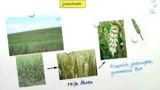 Getreide  Das Gras für den Menschen  Biologie  Botanik [upl. by Austen]