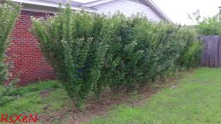 Privet Hedge Update 2022 [upl. by Yadseut459]