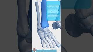 Tibia and Fibula Anatomy of Leg Bones  Anatomy amp Physiology [upl. by Ecinreb93]