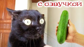 ПРИКОЛЫ С КОТАМИ С ОЗВУЧКОЙ Самые смешные животные Смешные кошки и собаки 2023 ТЕСТ НА ПСИХИКУ [upl. by Fesoj]