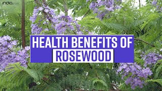 Rosewood Benefits From Treating Fungal Infection To Curing Skin Problems Rosewood Works As Miracle [upl. by Deanna]