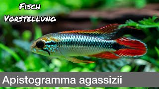 Apistogramma agassizii Agassiz’ Zwergbuntbarsch  Liquid Nature Fisch Vorstellung [upl. by Llertak558]