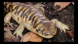 5 Reasons Tiger Salamanders Make Great Pets [upl. by Aihsas]