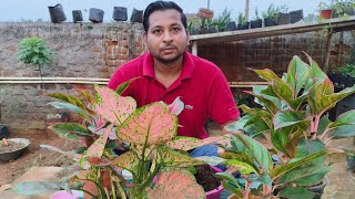 How to grow Aglaonema from cuttings propagation and care tips ☘️ [upl. by Ertsevlis]