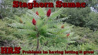 ⟹ STAGHORN SUMAC  Rhus typhina  Suckers coming up everywhere [upl. by Brinkema256]