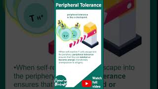 Peripheral tolerance  T reg cell and peripheral tolerance  1 minute immunology [upl. by Moulton]